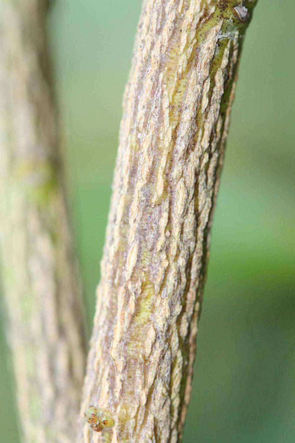              Second - third year twig (Riverside, CA)       